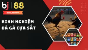 Kinh nghiệm đá gà cựa sắt Bj88