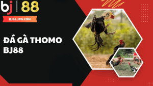 Trải nghiệm đá gà Thomo BJ88 – Sân chơi cá cược hấp dẫn hàng đầu