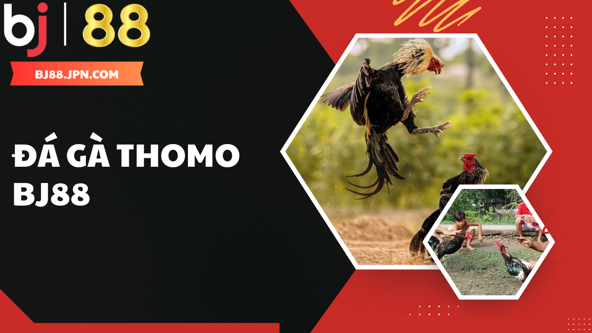 Trải nghiệm đá gà Thomo BJ88 – Sân chơi cá cược hấp dẫn hàng đầu 1 Trải nghiệm đá gà Thomo BJ88 – Sân chơi cá cược hấp dẫn hàng đầu