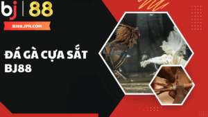 Đá gà cựa sắt BJ88 – Trải nghiệm cược đấu kịch tính và chuyên nghiệp