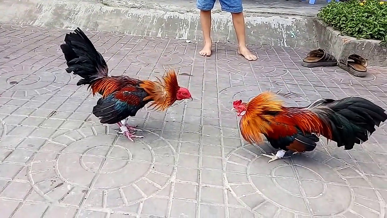 Đá gà cựa sắt BJ88 – Trải nghiệm cược đấu kịch tính và chuyên nghiệp 3 Bí quyết chọn chiến kê chất lượng khi tham gia đá gà cựa sắt BJ88
