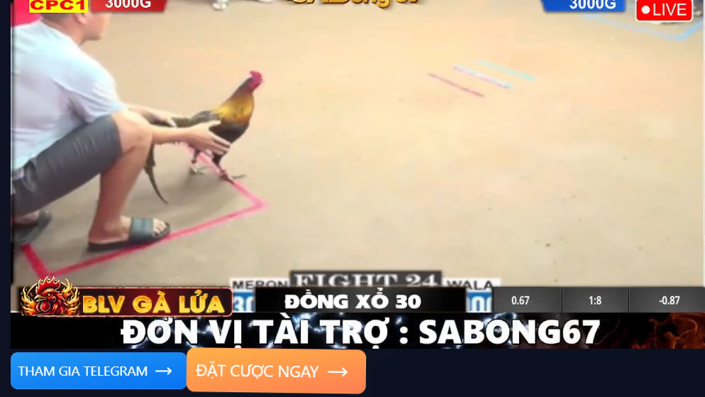Link xem đá gà hôm nay mới nhất – Trực tiếp HD tại BJ88 1 Cập nhật link xem đá gà trực tiếp full HD