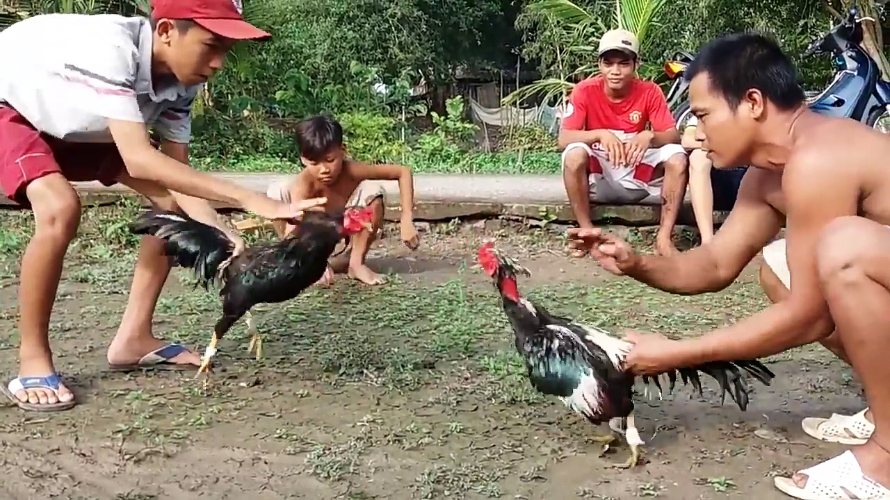 Đá gà cựa sắt BJ88 – Trải nghiệm cược đấu kịch tính và chuyên nghiệp 2 Luật chơi đá gà cựa sắt BJ88